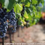 カリフォルニア ワイン カントリー　California Wine Country