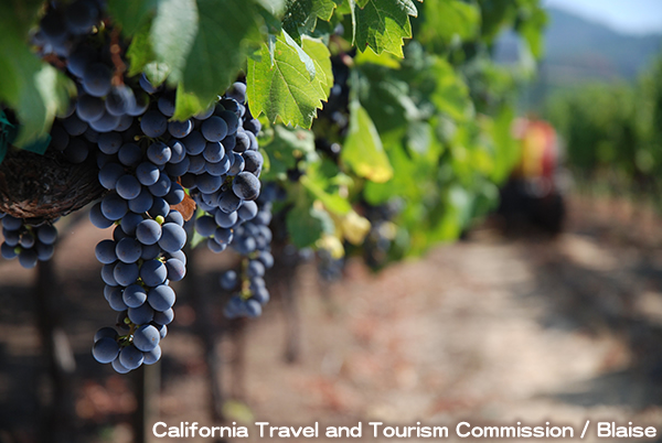 カリフォルニア ワイン カントリー　California Wine Country