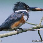 アメリカ ヤマセミ　Belted Kingfisher
