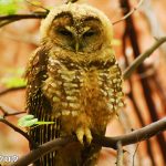 メキシカン・ニシアメリカフクロウ　Mexican Spotted Owl