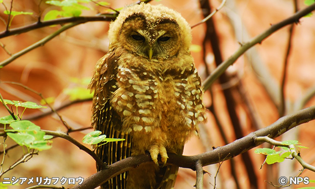 メキシカン・ニシアメリカフクロウ　Mexican Spotted Owl