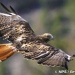 アカオノスリ　Red-Tailed Hawk