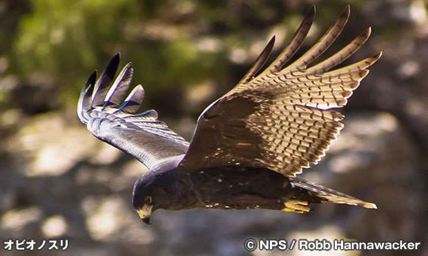 オビオノスリ　Zone-Tailed Hawk