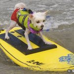 サーフ ドッグ イベント　SURF DOG EVENTS
