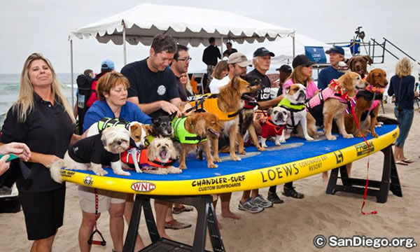 サーフ ドッグ イベント　SURF DOG EVENTS