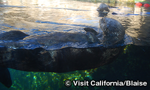 モントレー・ベイ水族館　Monterey Bay Aquarium