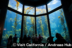 モントレー・ベイ水族館　Monterey Bay Aquarium