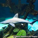 シャークリーフ・アクアリウム　Shark Reef Aquarium