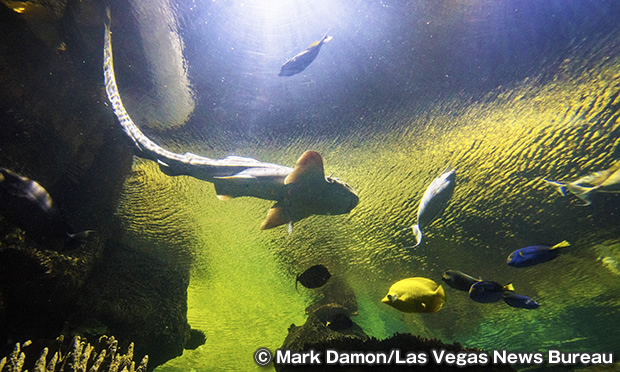 シャークリーフ・アクアリウム　Shark Reef Aquarium