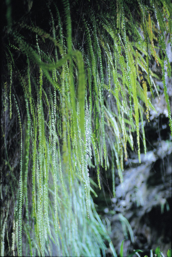 シダの洞窟　Fern Grotto