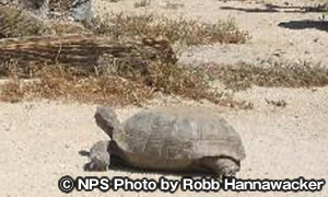 サバクゴファーガメ　Desert Tortoise