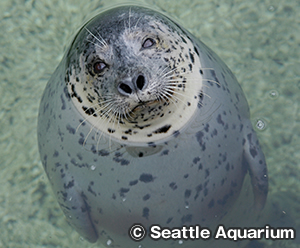 シアトル水族館　Seattle Aquarium