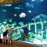 シーライフ・カンザスシティ　SEA LIFE Kansas City Aquarium