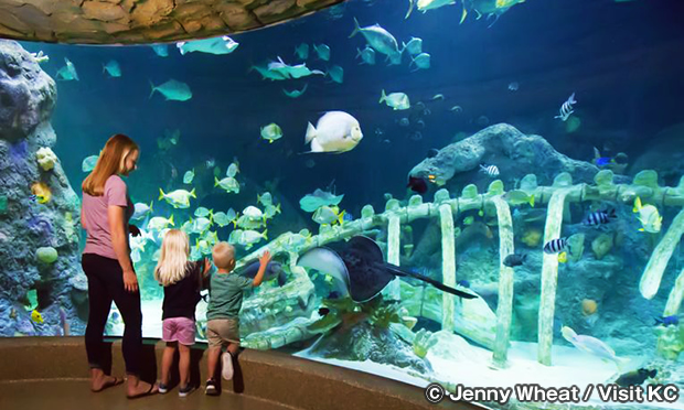 シーライフ・カンザスシティ　SEA LIFE Kansas City Aquarium