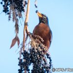 コマツグミ　American Robin