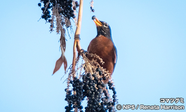 コマツグミ　American Robin