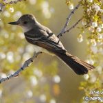 ハイノドヒタキモドキ　Ash-throated Flycatcher