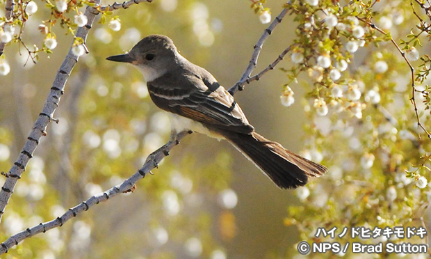 ハイノドヒタキモドキ　Ash-throated Flycatcher