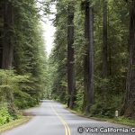 アベニュー・オブ・ザ・ジャイアンツ　Avenue of the Giants