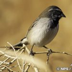 ノドグロヒメドリ　Black-throated sparrow