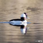 ヒメハジロ　Bufflehead