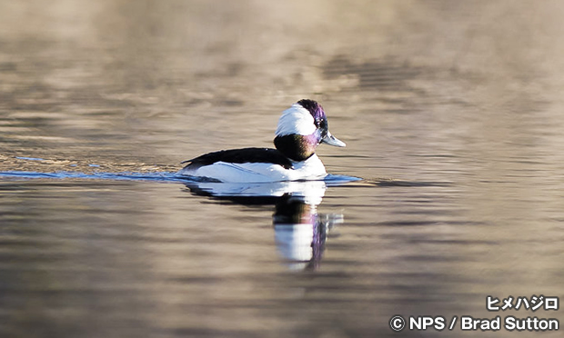 ヒメハジロ　Bufflehead