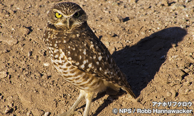 アナホリフクロウ　Burrowing Owl