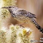 サボテンミソサザイ　Cactus wren