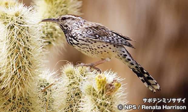 サボテンミソサザイ　Cactus wren