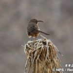 オオムジツグミモドキ　California thrasher