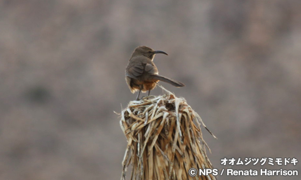 オオムジツグミモドキ　California thrasher