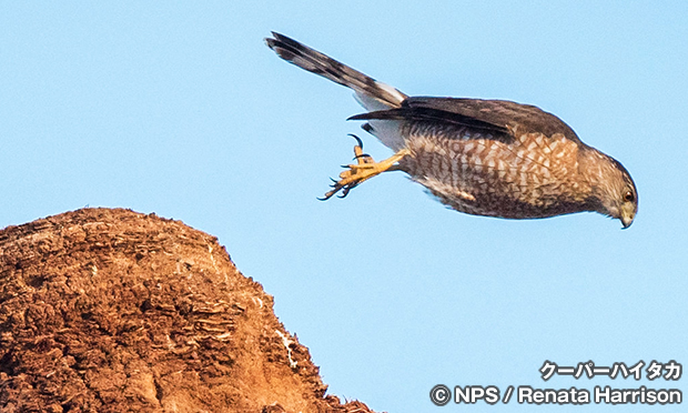 クーパーハイタカ　Cooper's Hawk