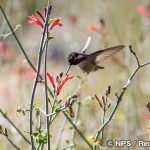 コスタハチドリ　Costa's hummingbird