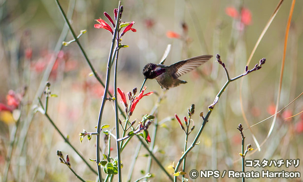 コスタハチドリ　Costa's hummingbird