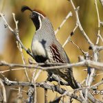 ズアカカンムリウズラ　Gambel's Quail