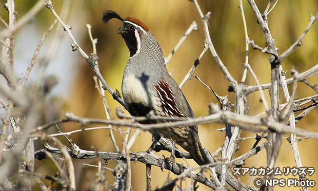 ズアカカンムリウズラ　Gambel's Quail