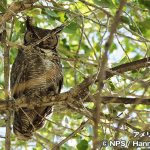 アメリカワシミミズク　Great Horned Owl