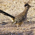 オオミチバシリ　Greater roadrunner