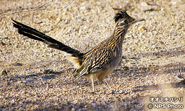 オオミチバシリ　Greater roadrunner