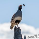 ジョシュアツリー国立公園の野鳥