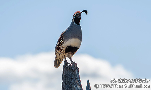 ジョシュアツリー国立公園の野鳥