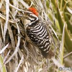 シマアカゲラ　Ladder-backed Woodpecker