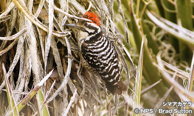 シマアカゲラ　Ladder-backed Woodpecker