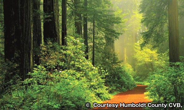 レディ・バード・ジョンソン・グローブ　Lady Bird Johnson Grove