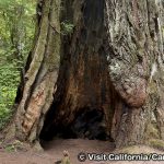 レディ・バード・ジョンソン・グローブ　Lady Bird Johnson Grove