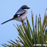 アメリカオオモズ　Loggerhead shrike