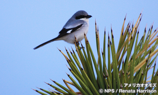 アメリカオオモズ　Loggerhead shrike