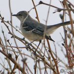 マネシツグミ　Northern Mockingbird