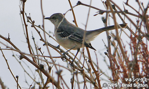 マネシツグミ　Northern Mockingbird