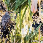 ハシボソキツツキ　Northern flicker